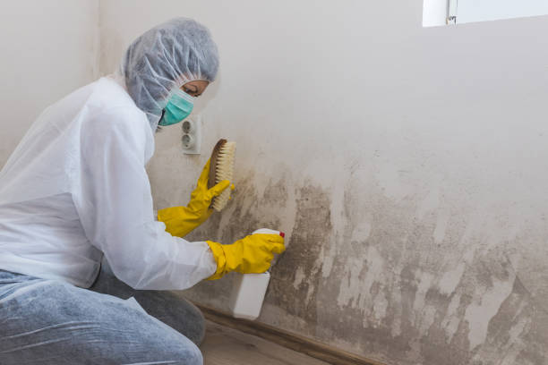 Best Residential Mold Remediation in Townsend, MT