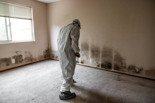 Best Post-Flood Mold Remediation in Townsend, MT